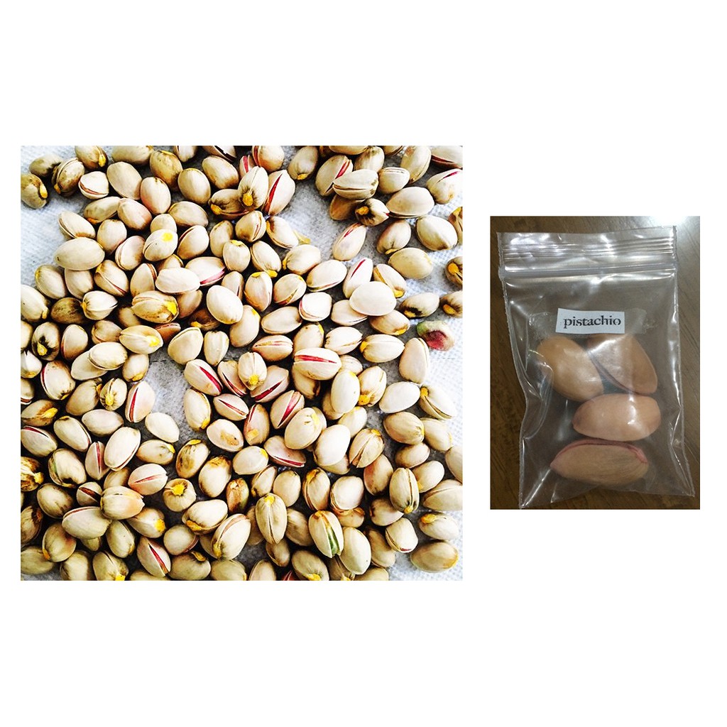 pistachio tree seeds Shopee Philippines
