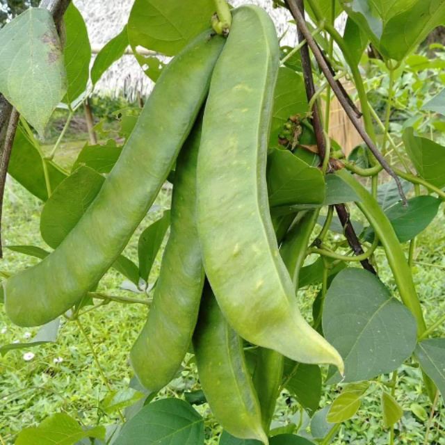 patani 4/5 seeds vegetable seeds Shopee Philippines