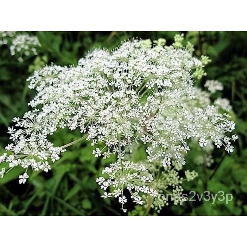 Guaranteed germination rate 50 FEMALE GINSENG Dong Quai Chinese