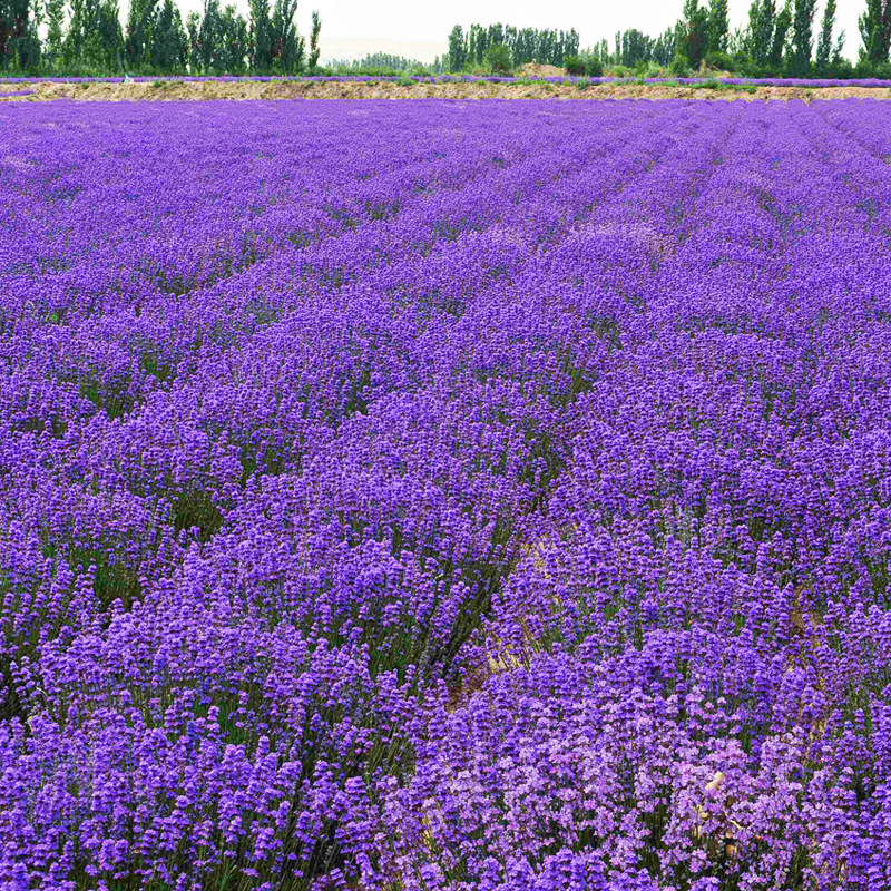 100pcs lavender seeds are easy to grow in four seasons. provence
