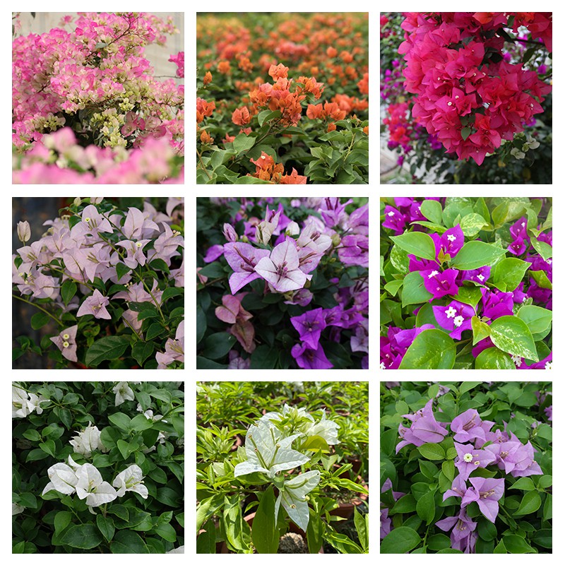 30pcs bougainvillea bougainvilla Three Leaf Plum bonsai mix flower
