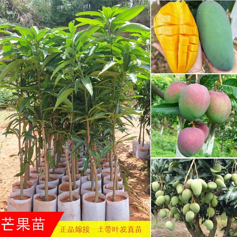 Mango Trees Grafting Large Imperial Concubine Mango Four Seasons Mango Mangifera Indica Linn Gui