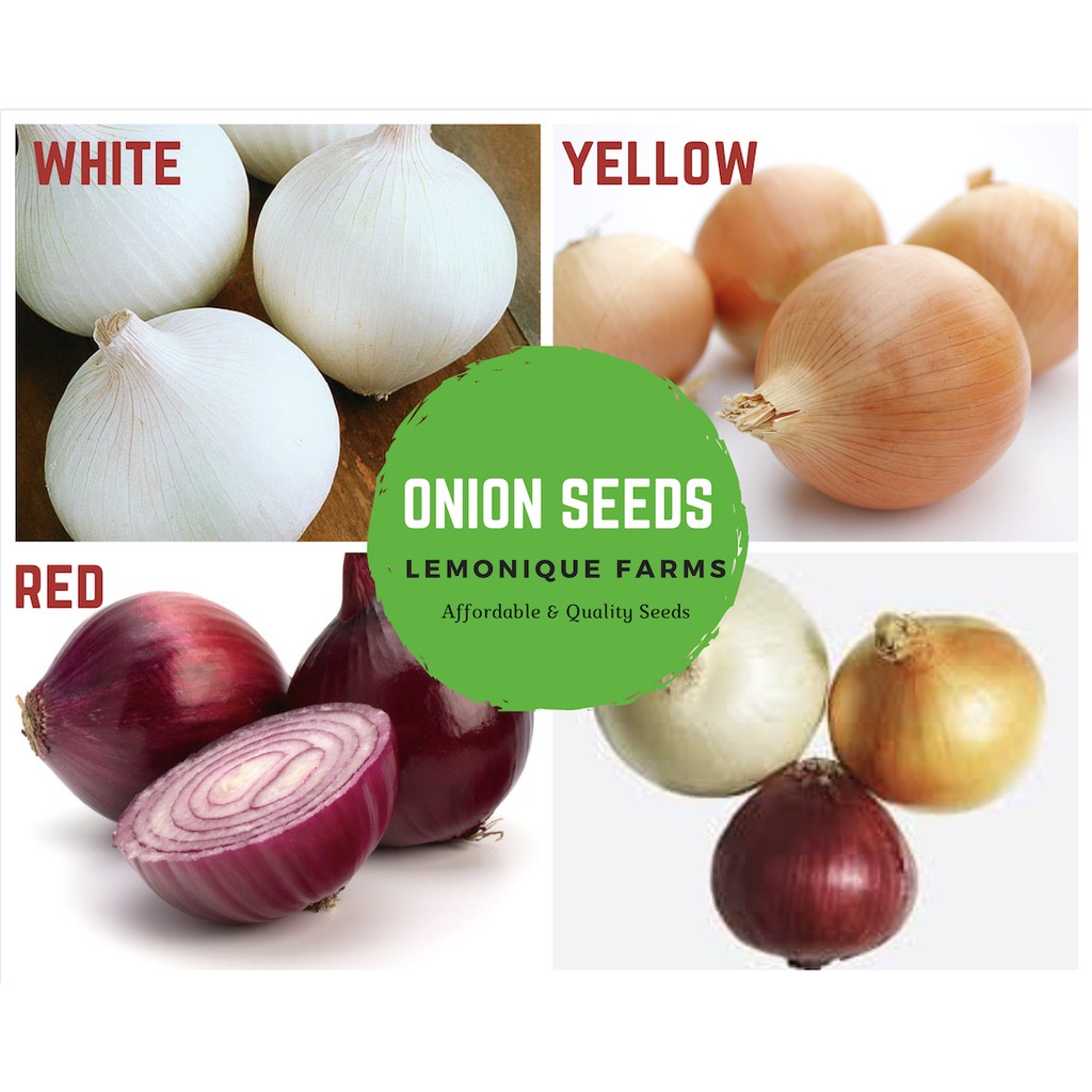 Heirloom onion bulb seeds onion seeds red onion seeds white onion