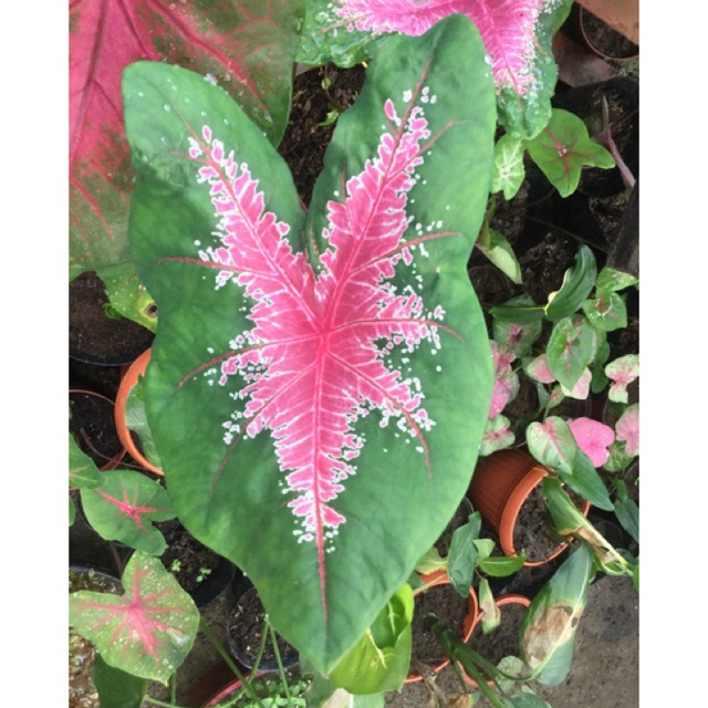 Ornamental Plants Na Hindi Namumulaklak G4rden Plant