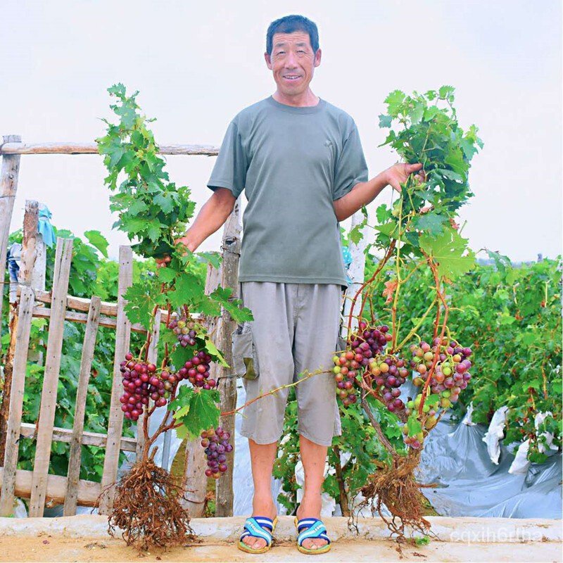 EightYear Grape Sapling Giant Peak Grafting Grape Seedlings Bear Fruit