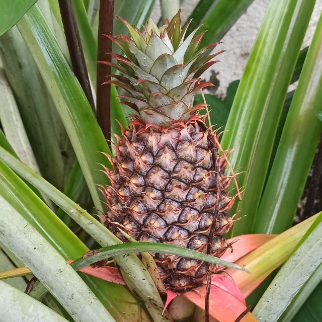 3pcs Household Meat Grinder Plastic Gears Replacement S m l Gear For