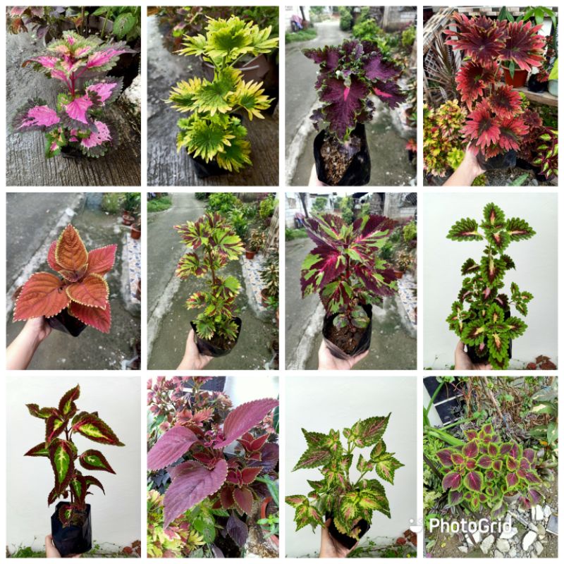 Mayana / Coleus Live Rooted Plant ( Common/ Rare ) Shopee Philippines