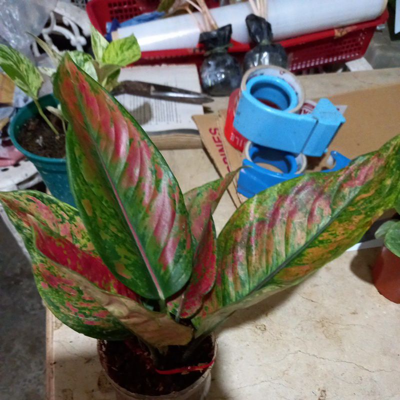 aglonema different varieties Shopee Philippines