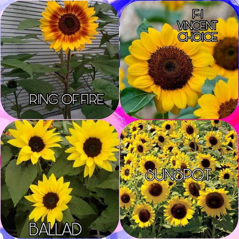 When To Plant Sunflower In The Philippines Best Flower Site