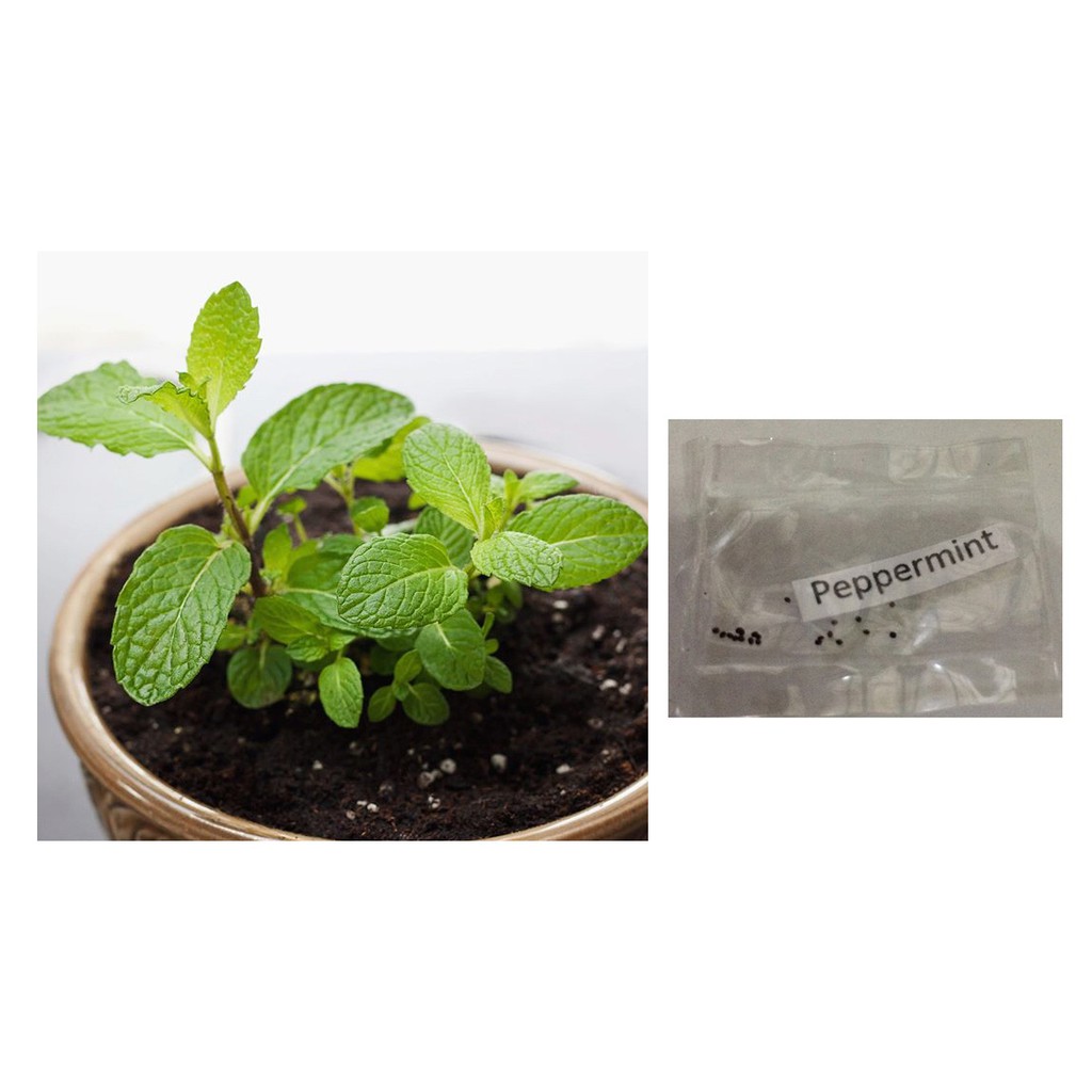 Peppermint spearmint lemon mint herb seeds Shopee Philippines