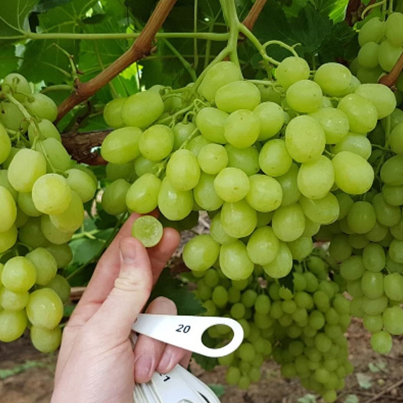Green Grape Fruit Tree Seedlings ThinSkinned Sweet Seedless Grape