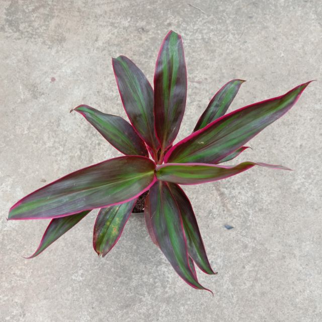 Hawaiian Ti Plant (Corfyline Terminalis) Indoor/Outdoor