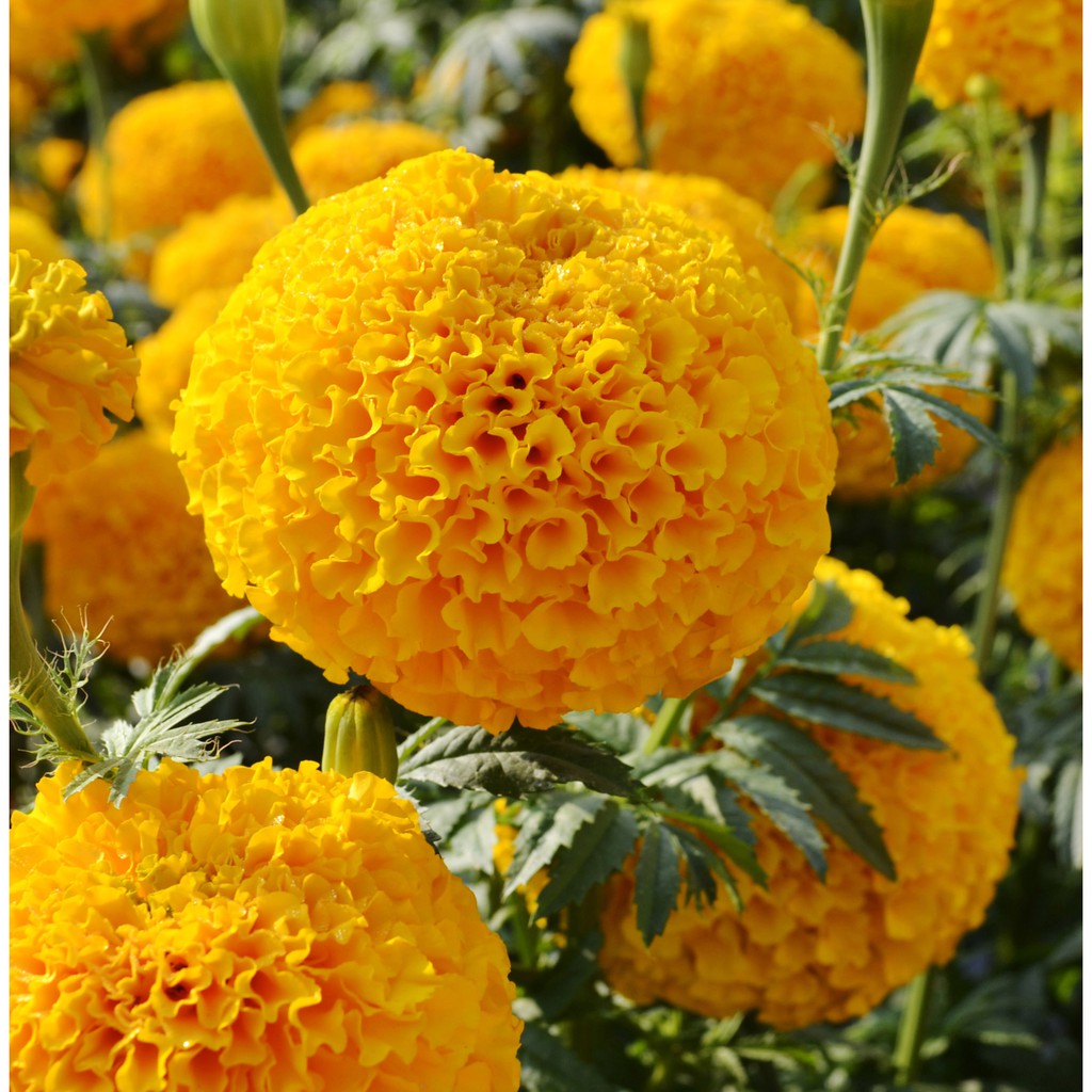 Marigold Harmony Gold Flower Seeds Shopee Philippines