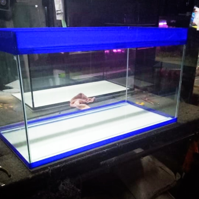 50 Gallon Aquarium For Sale Philippines Aquarium Views