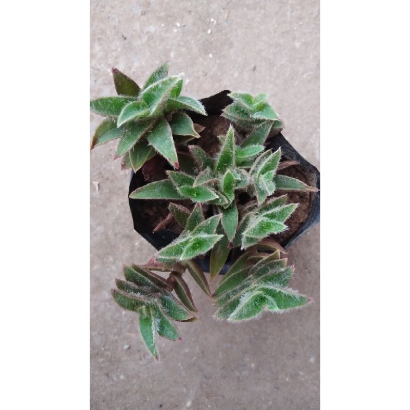 kitten's ear succulentLIVE PLANTS LUZON ONLY!(UPROOTED) Shopee