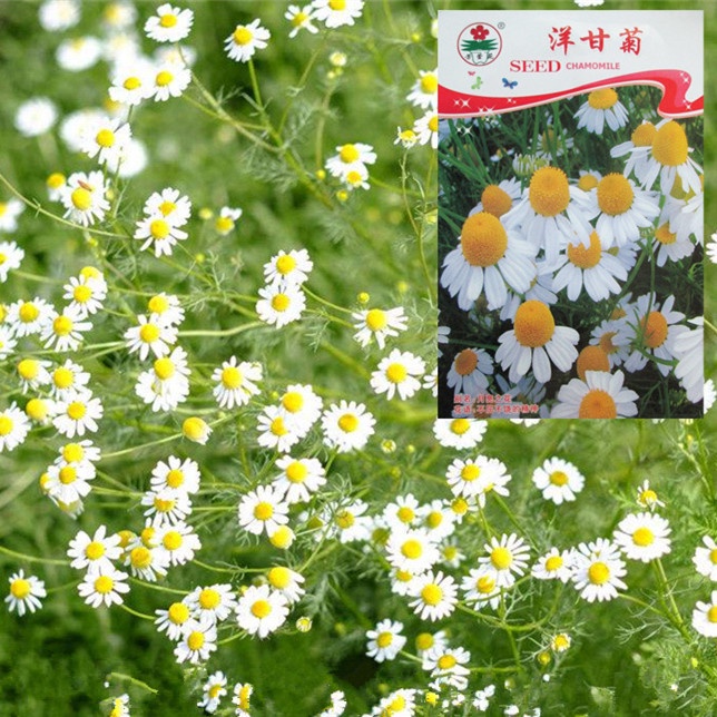 Chamomile seed Chrysanthemum seed flower seed Flower seed potted plant