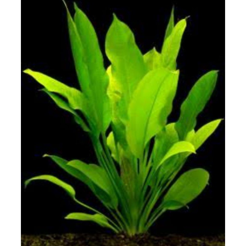 Amazon Sword aquatic plant for aquariums and ponds Shopee Philippines