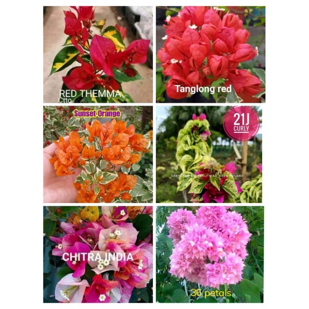 JMKs Flower Garden, Online Shop Shopee Philippines