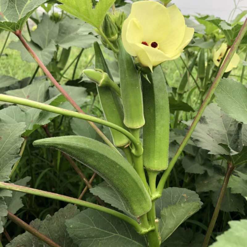 [Fast Germination] Okra Seeds (Smooth and Green) Bonsai Seed Healthy