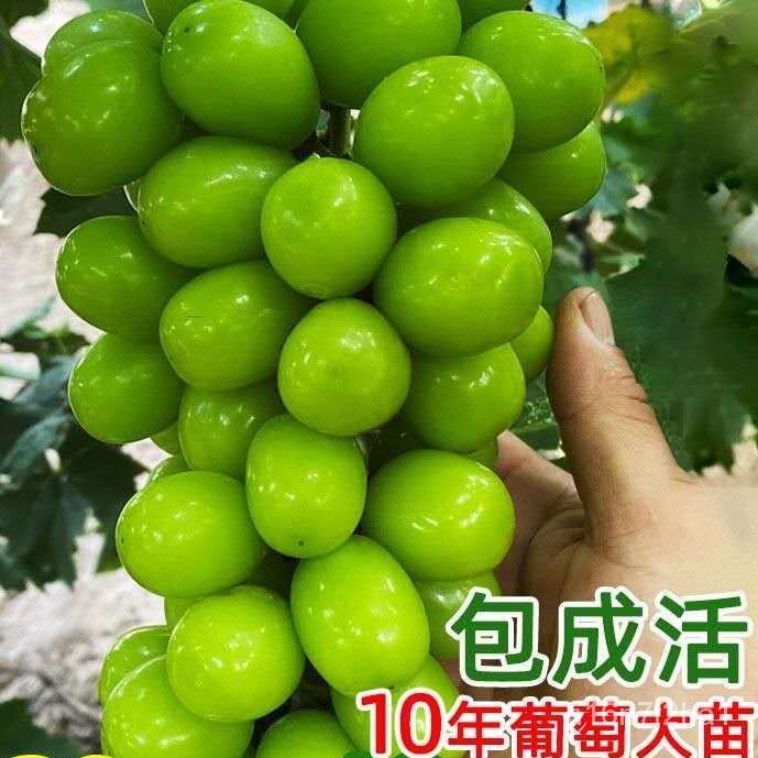 Grape Tree Giant Peak Grape Seedlings Climbing Vine Sunshine Rose Grape