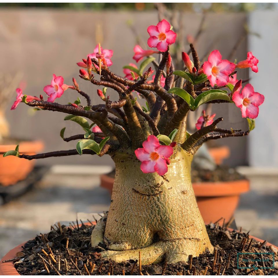 Adenium Socotranum Bonsai Seeds, Thai Socotranum Seeds Variety252