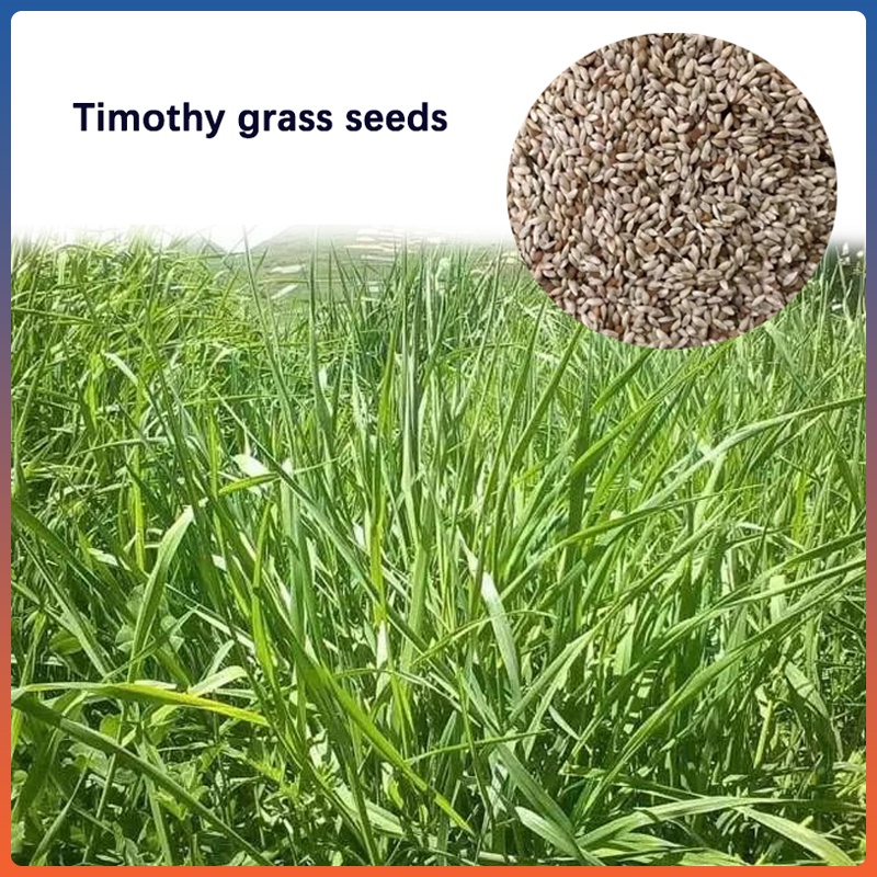1Bag Timothy hay seed Pet grass forage Timothy grass seed for rabbit