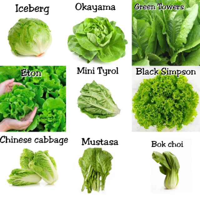 SALE!! 450 Seeds Mix Lettuce/Leafy Vegetables Shopee