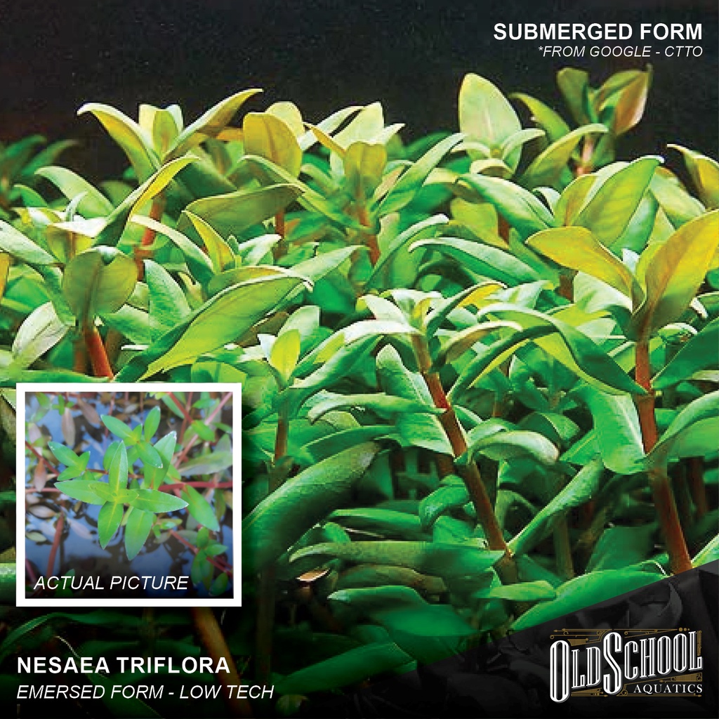 Nesaea Triflora Lowtech Aquatic Plant Shopee Philippines