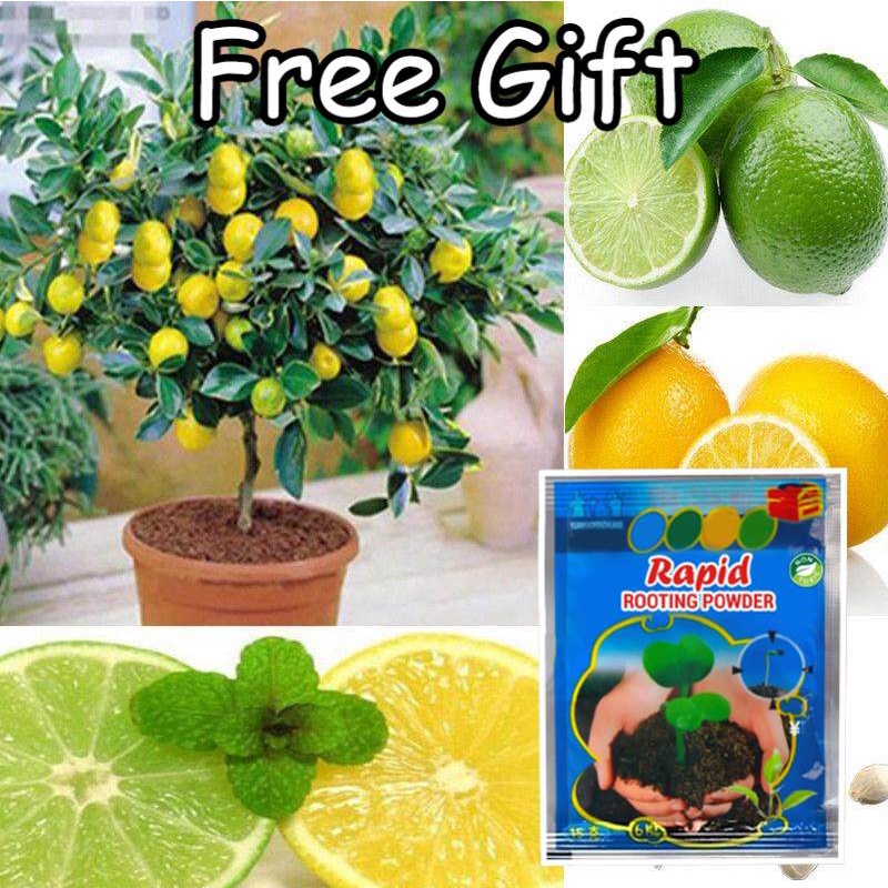 10 PCS Lemon Bonsai Lemon Tree Seed Rare Fruit Tree for Home Garden