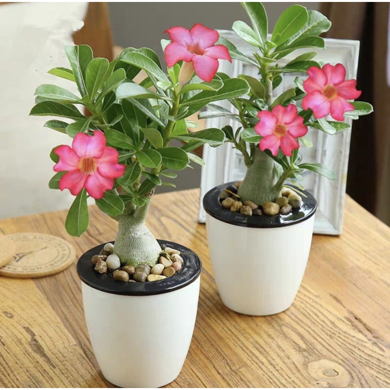10pcs adenium High germination 99 Tropical Flower Seeds Shopee