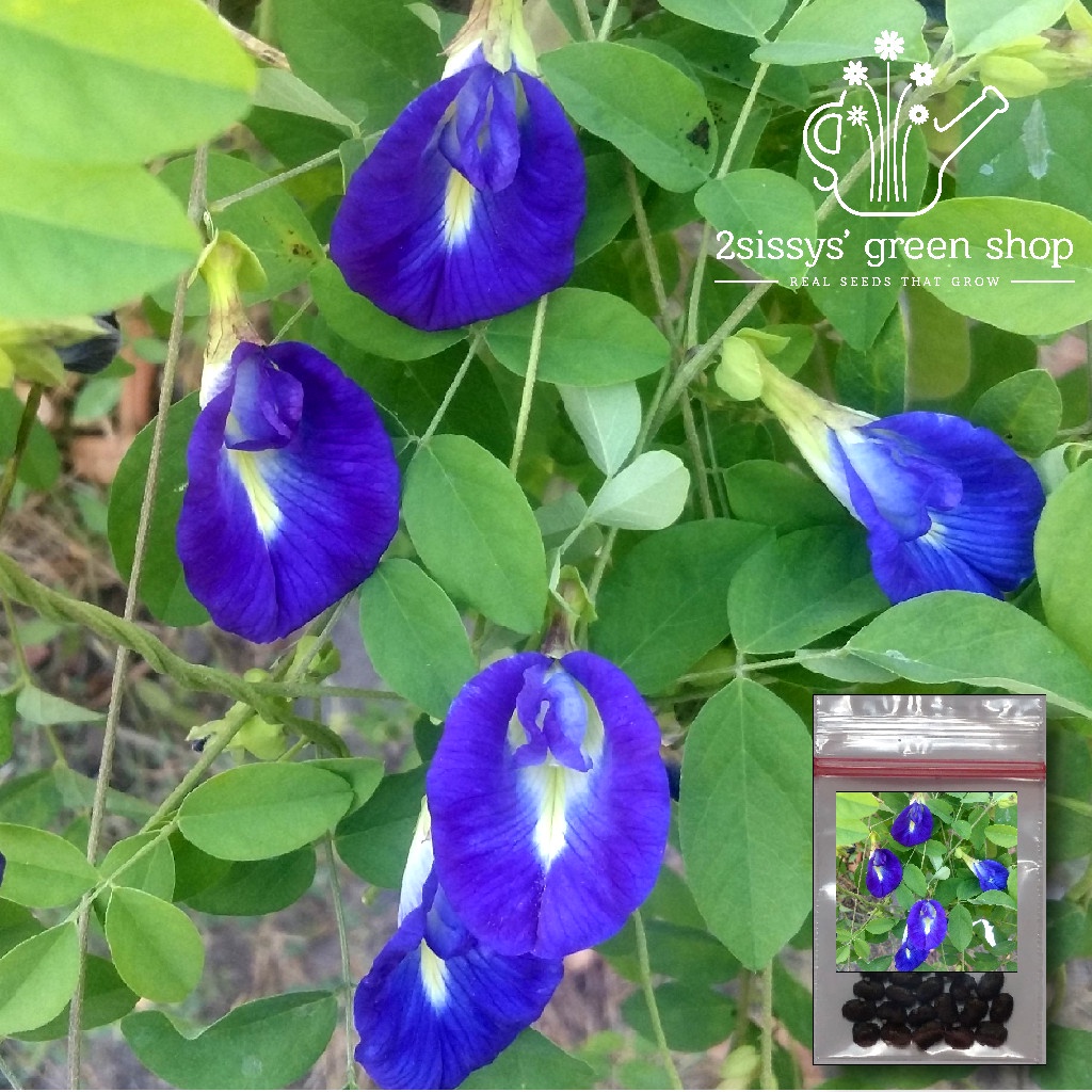 Blue Ternate Clitoria Ternatea Butterfly Tea 20 Seeds Flower Shopee