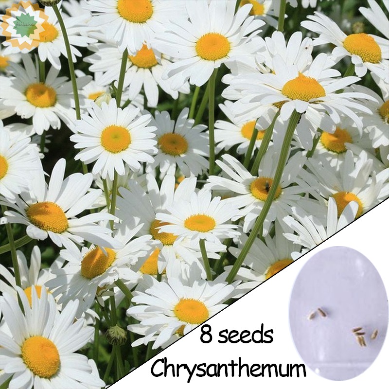 Chrysanthemum Snowland Flower Seeds Approx. 8 Seeds Shopee Philippines