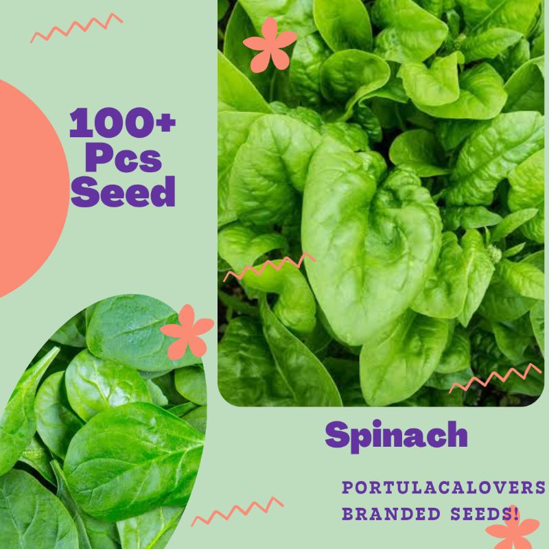 Spinach Seed Edible Plant Shopee Philippines