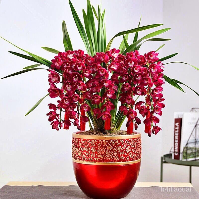 World Super Fragrant Orchid Good Luck Indoor Potted Flowers Four