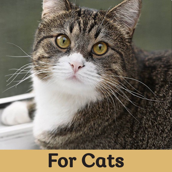 Diamond Pet Foods, Online Shop Shopee Philippines