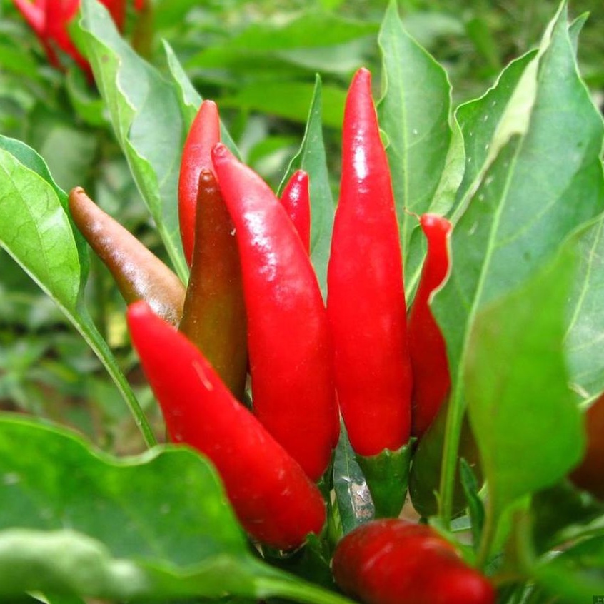 FAMILIFE (500 seeds) Red Chili Seeds/Super Hot Siling Labuyo Seeds for