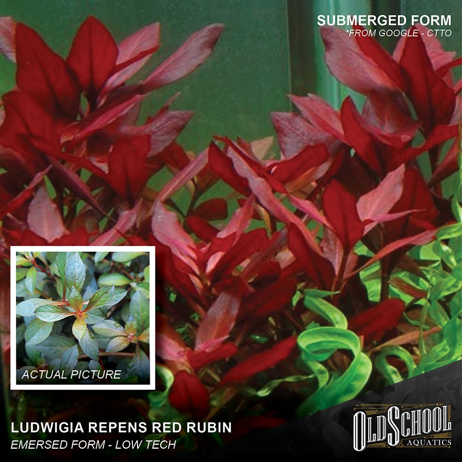 Ludwigia Red Rubin Lowtech Aquatic Plant Shopee Philippines