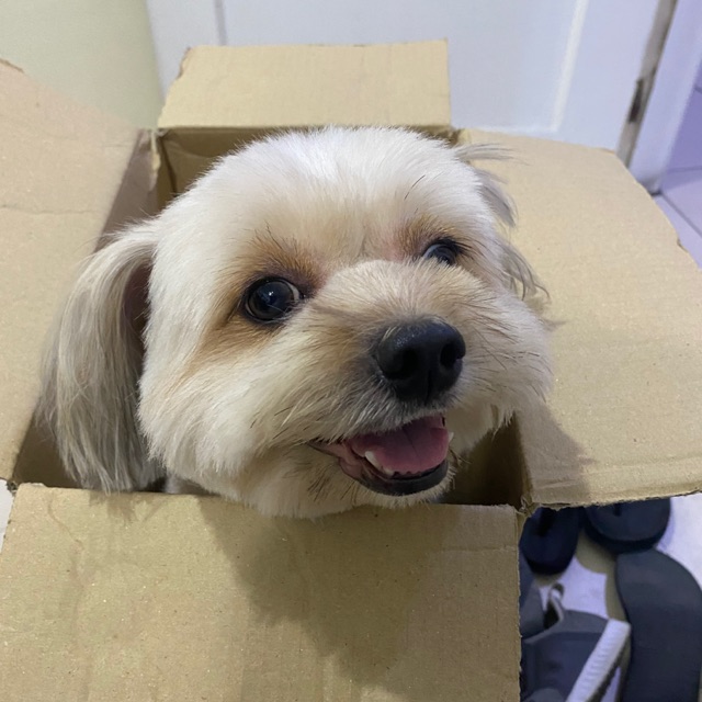 Snickers' Knick Knacks, Online Shop Shopee Philippines