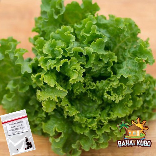 Lettuce Leafy Green Altima / Loose Leaf Lettuce Seeds Shopee Philippines