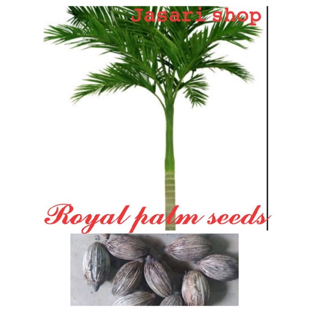 Royal palm tree seeds(12 seeds) Shopee Philippines