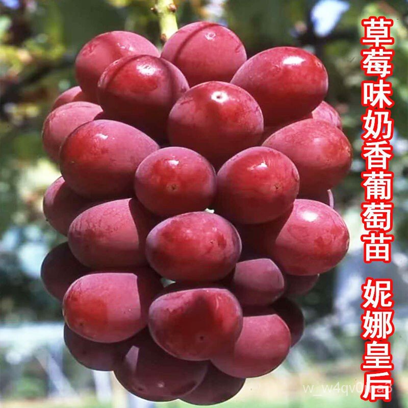 New Large Grape Seedlings Strawberry Flavor Queen of Big Fruit Nina