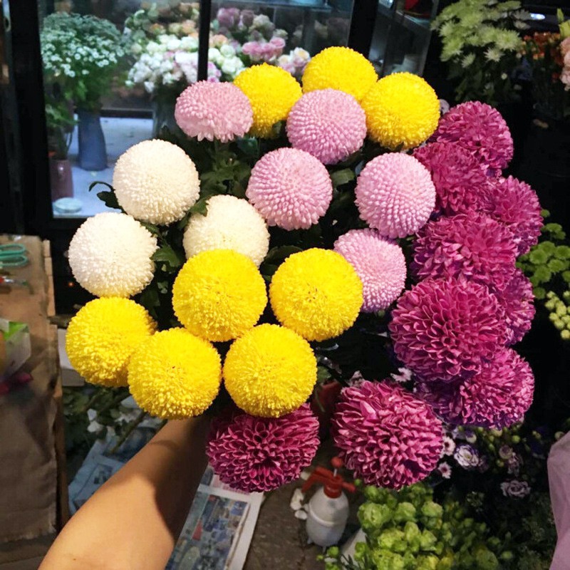10pcs PingPong chrysanthemum seeds four springs easy to live flower