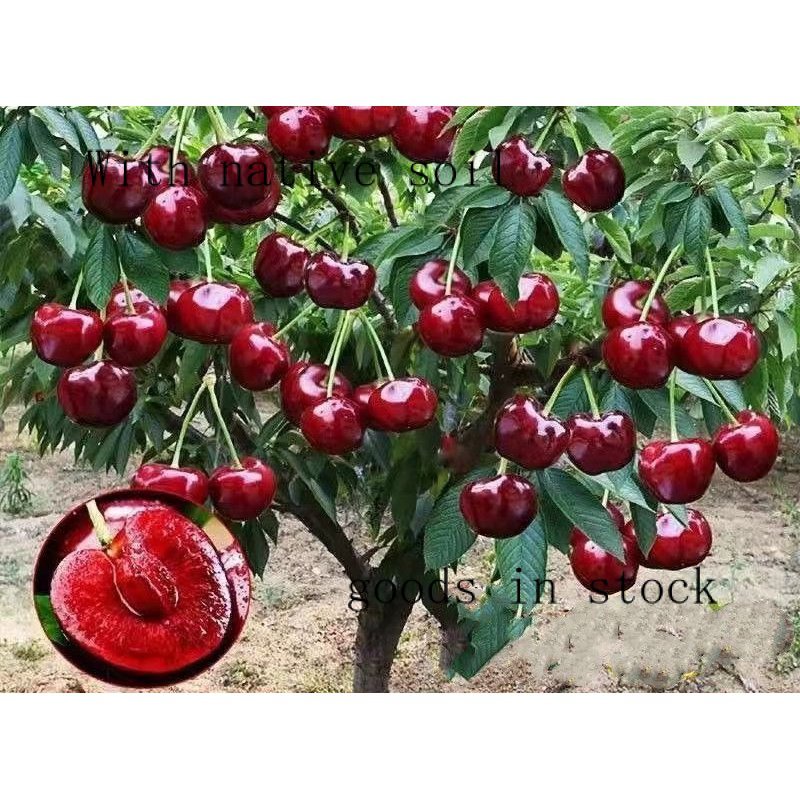 Cherry Sapling Cherry Tree South North Potted Garden Balcony Planting Big Fruit Early Maturity