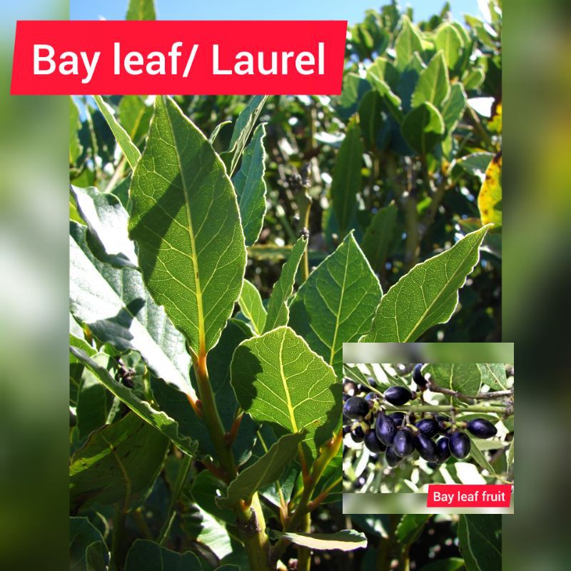 bay leaf seed pack ( laurel seeds 15 seeds) Shopee Philippines