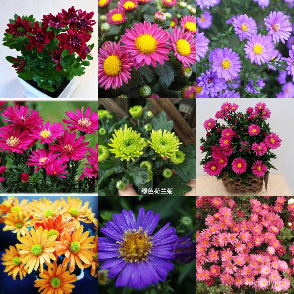 cash on delivery 100 seeds/pack Bonsai ornamental flower seed Holland