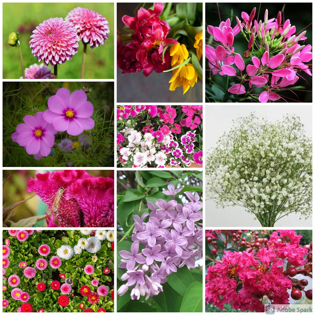 Flower Seeds varieties ornamental Tulipa Seeds Lagerstroemia Drunk dish COSMOS Lili Seeds