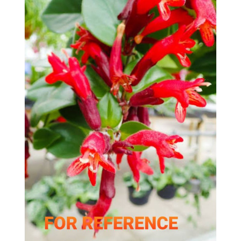 HOYA LIPSTICK (AESCHYNANTHUS RADICANS) Shopee Philippines