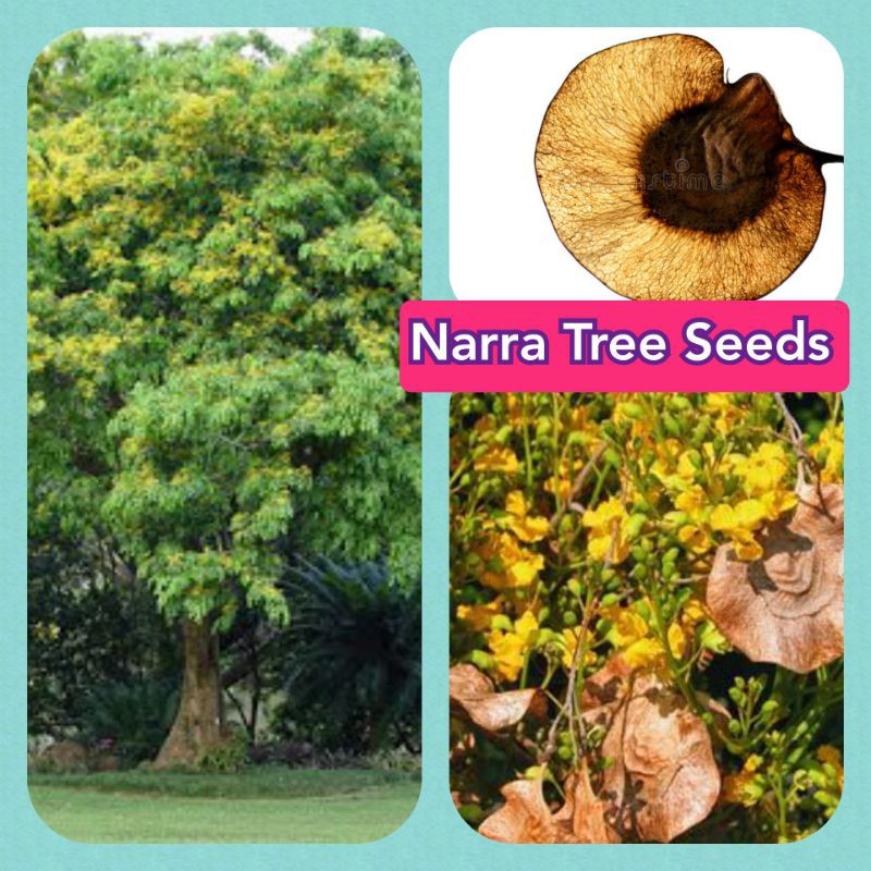 NARRA TREE SEEDS/Repscked/10Seeds Shopee Philippines