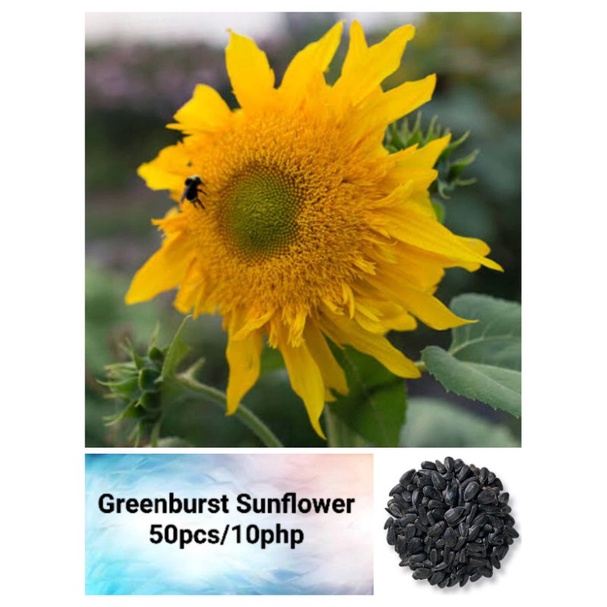 Sunflower "Greenburst" Seeds (50pcs) Shopee Philippines
