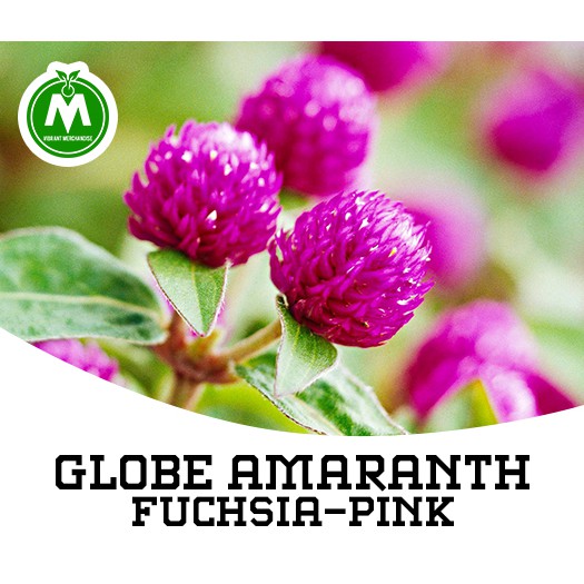 Globe Amaranth Seeds Shopee Philippines